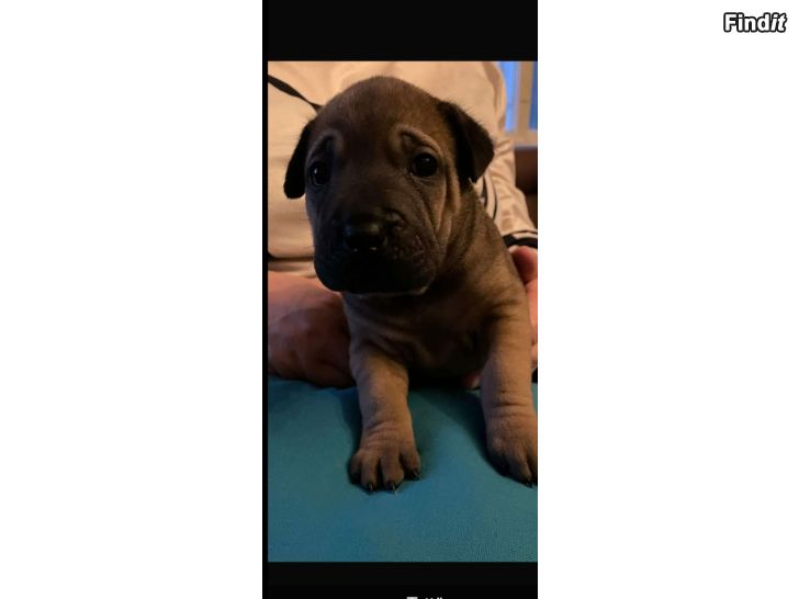 Myydään Shar-pei canevorso mix pennut