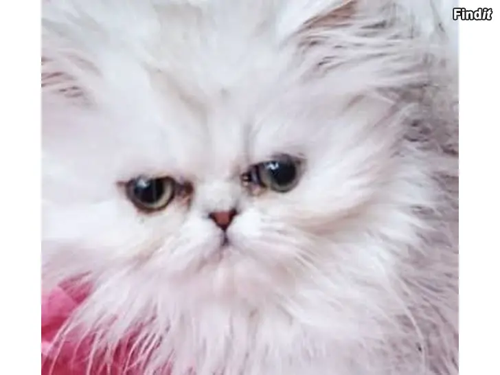 Säljes Persialainen sinihopea ja shaded silver tytöt