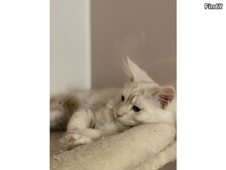 Myydään Maine Coon kissanpennut
