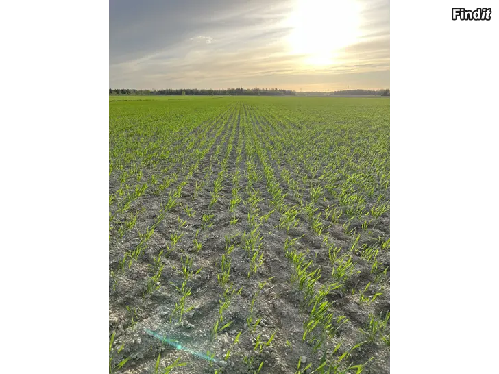 Önskas hyra Åkermark arrenderas