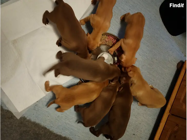 Myydään Pitbull rednose pennut