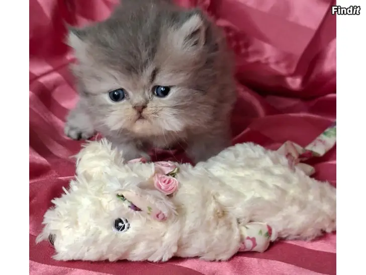 Säljes Perser flicka