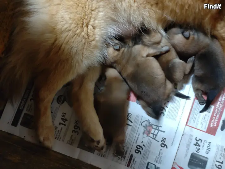 Myydään Suomenpystykorvan pentuja