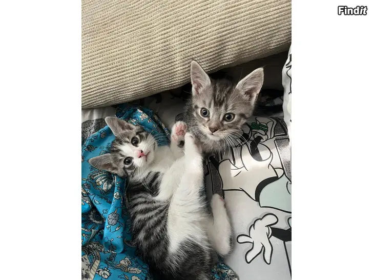 Säljes 2 katter kvar som söker nytt hem