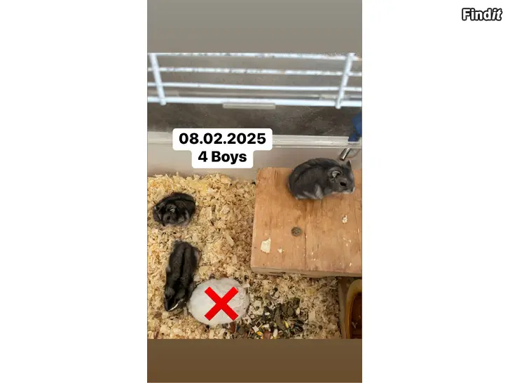 Säljes Hamster
