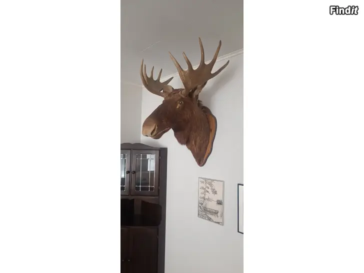 Säljes Stor trofé älghuvud