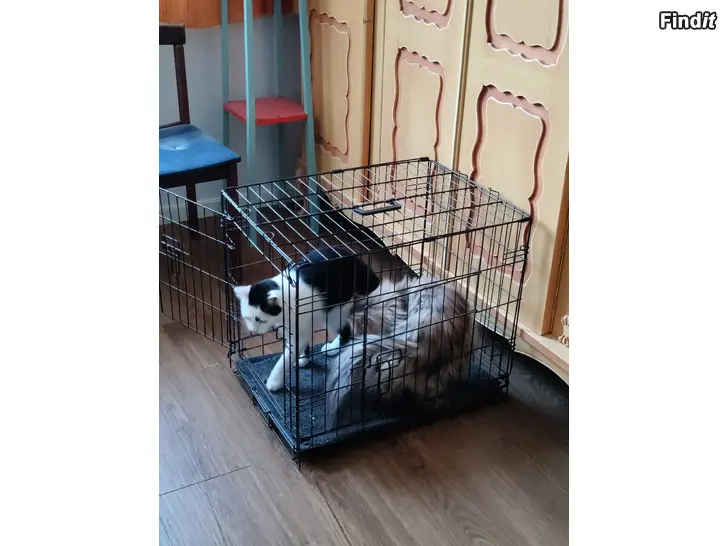 Myydään Metallinen koirankuljetushäkki musta 2-ovinen