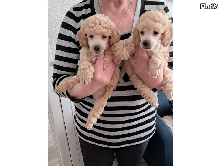 Myydään Toy villakoira