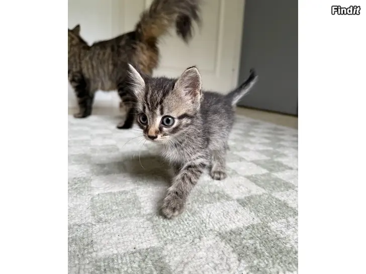 Säljes kattunge kattungar katt