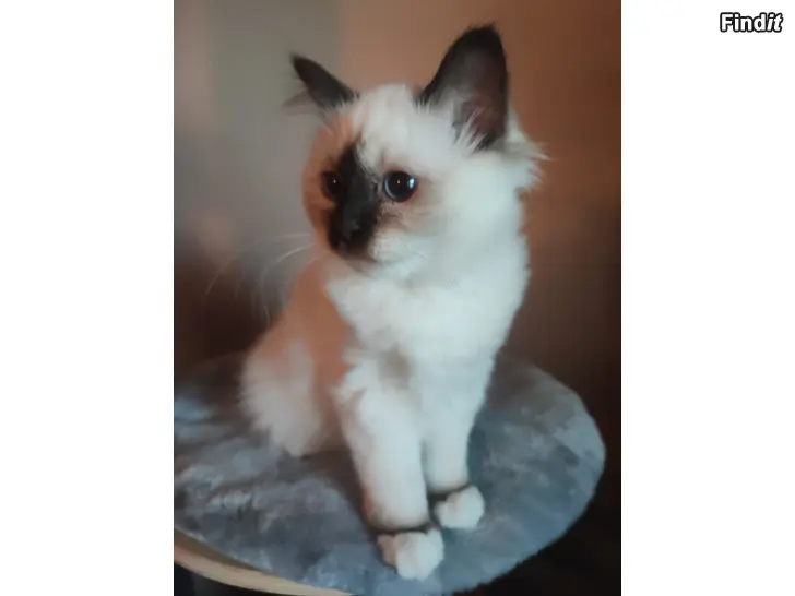Myydään Helig Birma kattungar med stamtavla