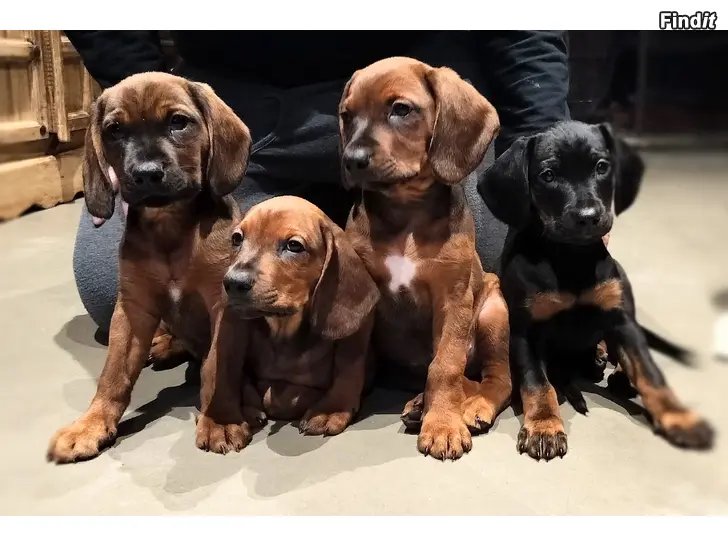 Säljes Hundvalpar