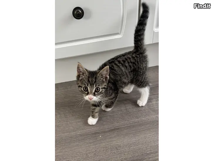 Säljes Kattungar