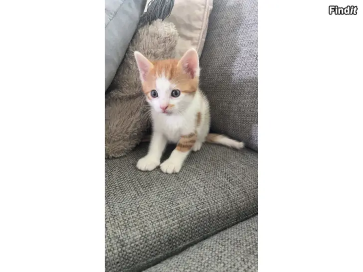 Säljes Kattungar