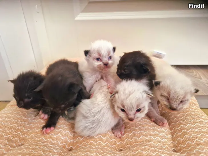Säljes Kattungar Maie coon/Ragdoll/ Helig birma blandning