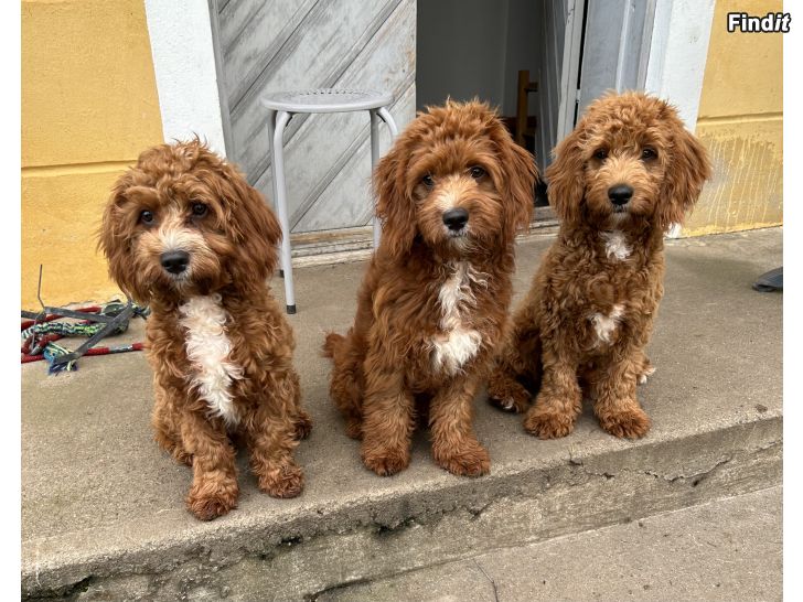 Säljes Cavapoo Puppies in Sweden
