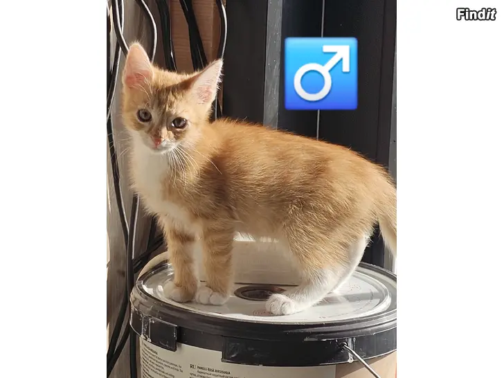 Annetaan Kattungar