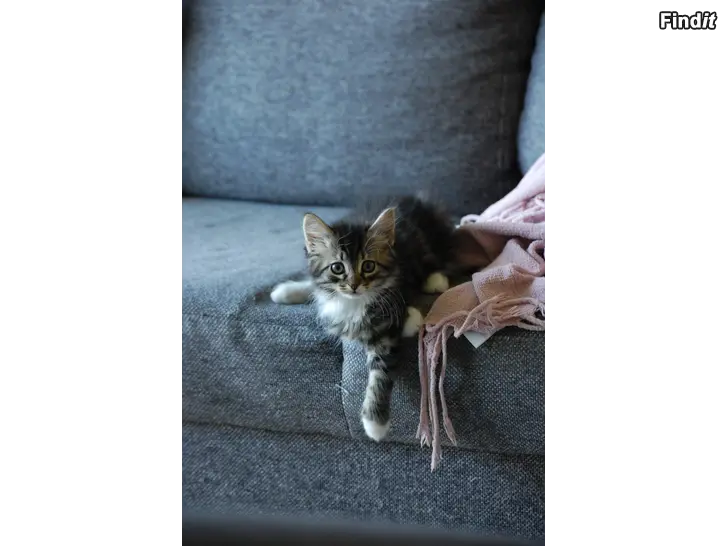 Säljes Kattungar till salu