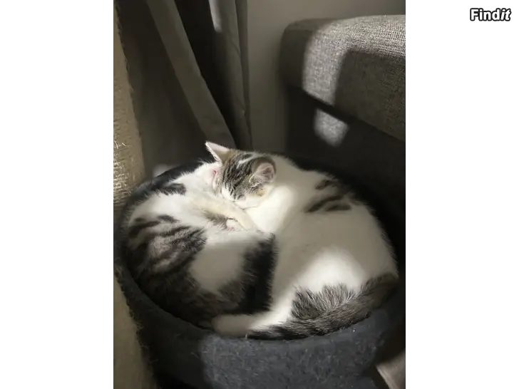 Säljes Kattungar som söker nya hem