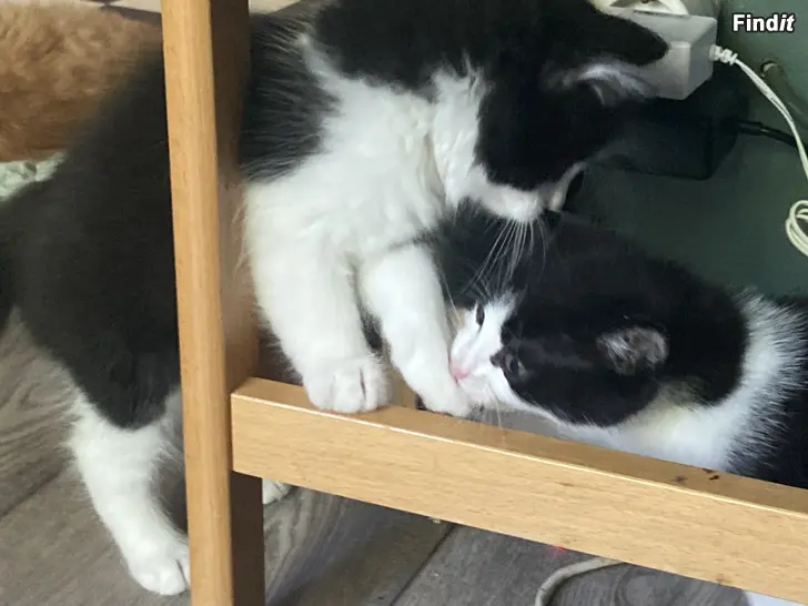 Säljes Kattunge