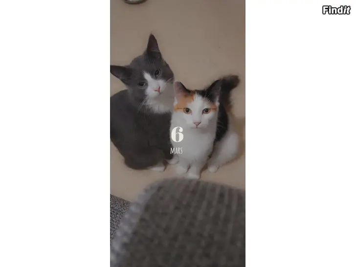 Säljes En fint katt flicka