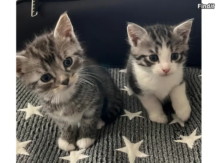 Säljes 2 katter med papper