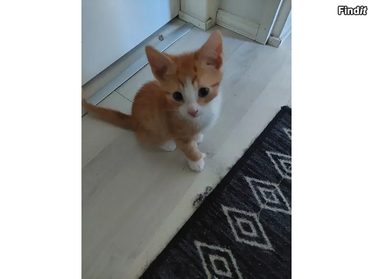 Säljes Kattungar