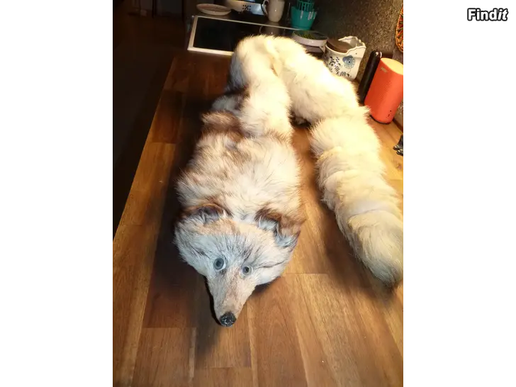 Säljes Hopeakettu kauluri ja hattu