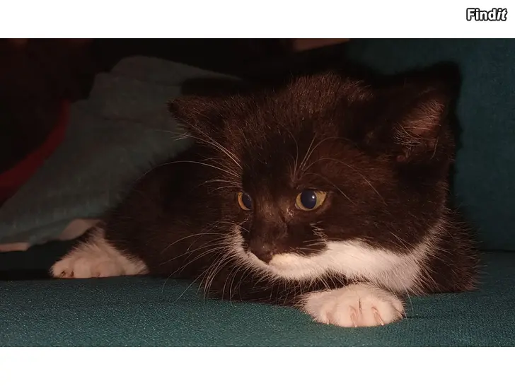 Säljes Kattunge söker nytt hem