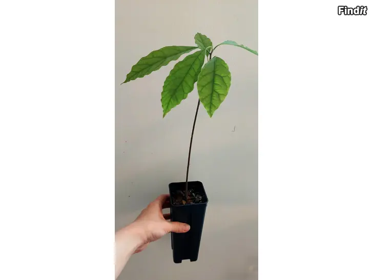 Myydään Avokado