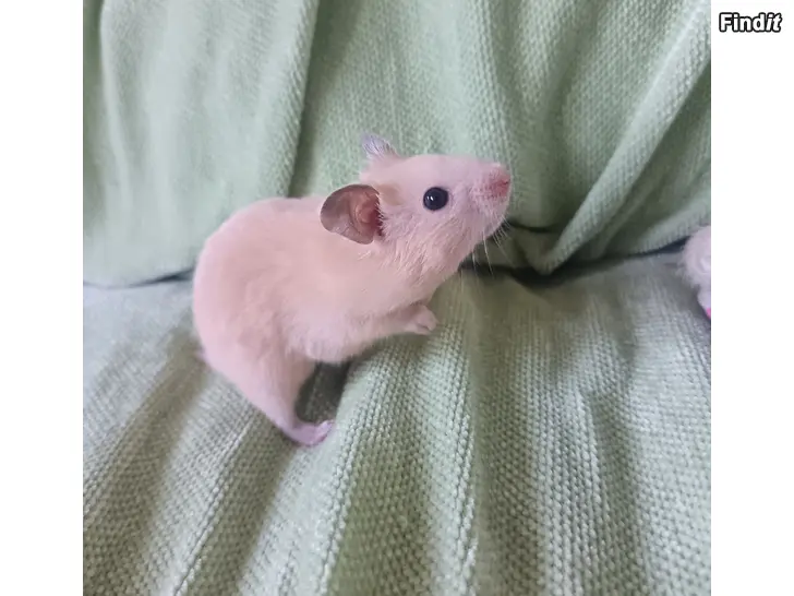 Myydään Hamsterungar/Hamsterin poikasia