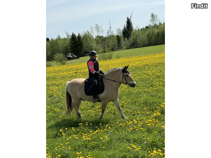 Säljes Vuxengrupp i hästhantering och ridning