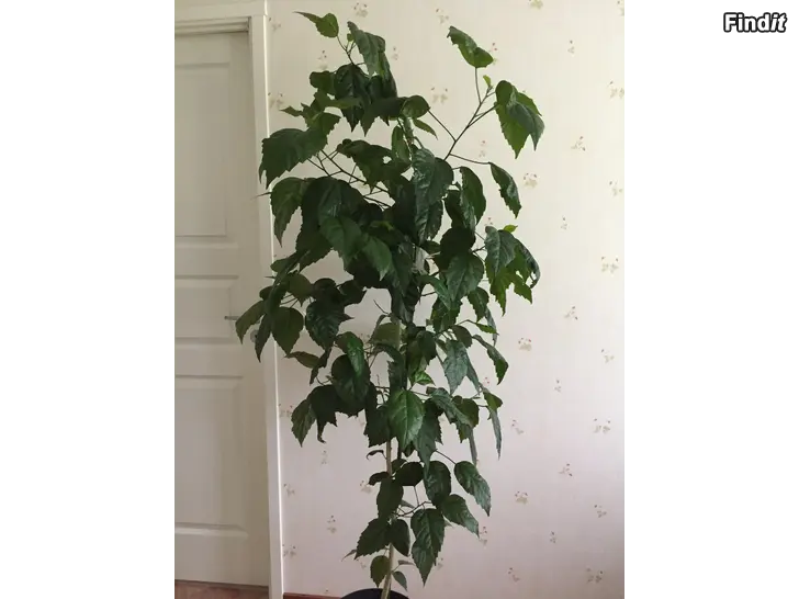 Säljes En grön blomväxt