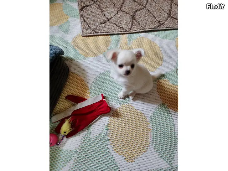 Myydään Chihuahua pentu
