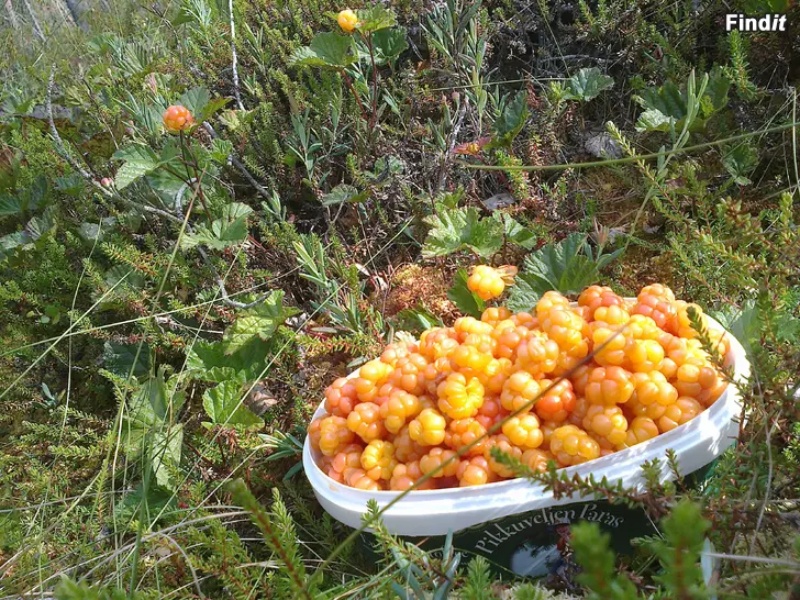 Myydään Hillaa, lakkaa / Hjortron, poimin lisää eilen 27.7., noin 7kg
