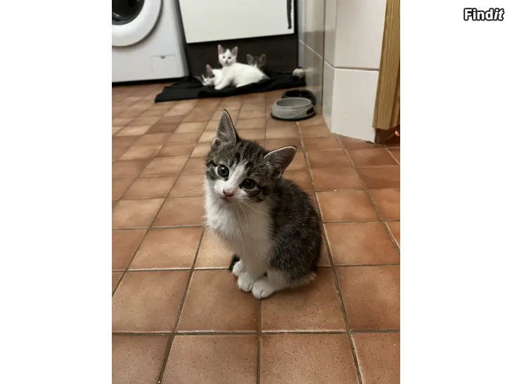 Myydään Kattungar