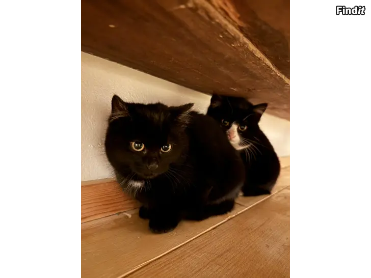 Säljes Kaksi kissanpentua