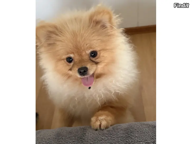 Myydään Pieni Pentu koira