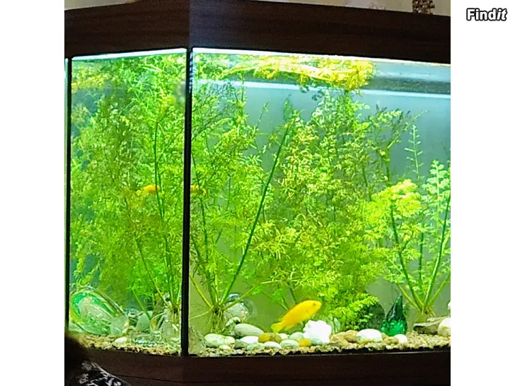 Säljes Akvarium Akvaario
