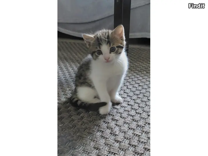 Myydään Kattungar