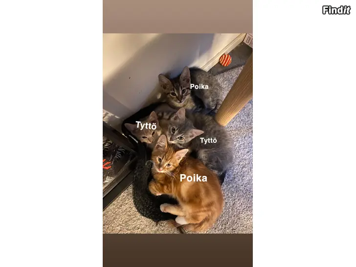 Myydään Kissanpentuja