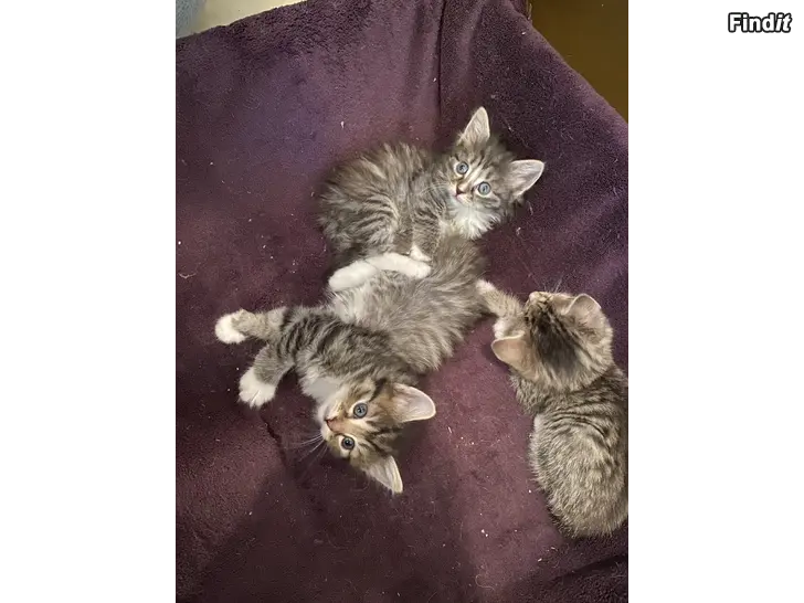 Säljes Kattungar leveransklara v.28