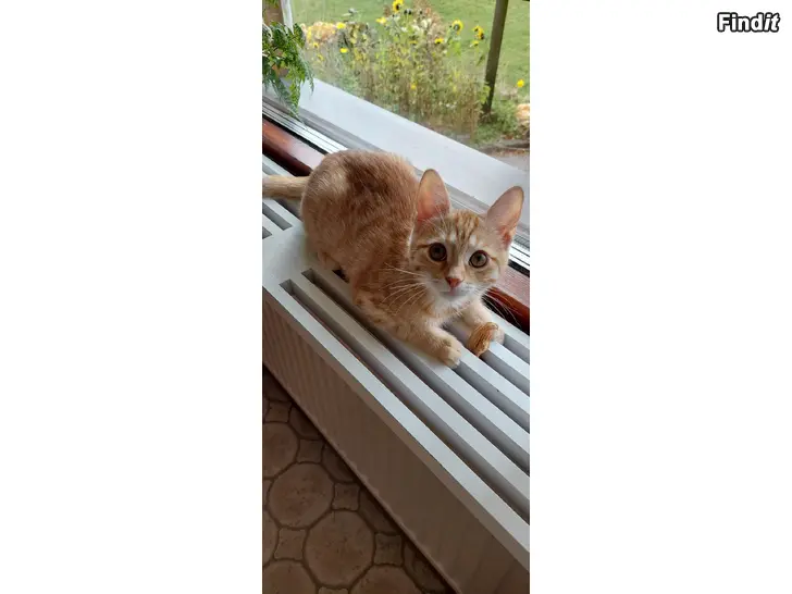 Säljes Kattungar