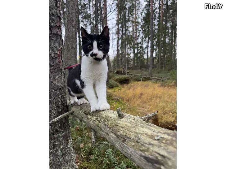 Myydään Kaksi ihanaa nuorta uroskissaa etsii uutta kotia