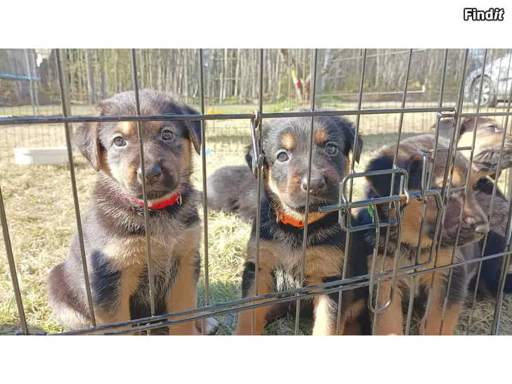 Säljes Hund valpar