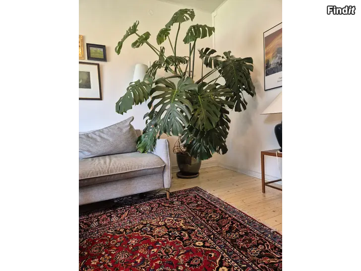 Säljes Stor monstera