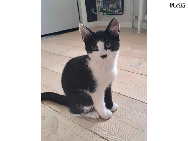 Myydään Kattunge söker nytt hem