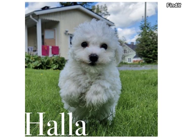 Myydään Bichon Frisé mix