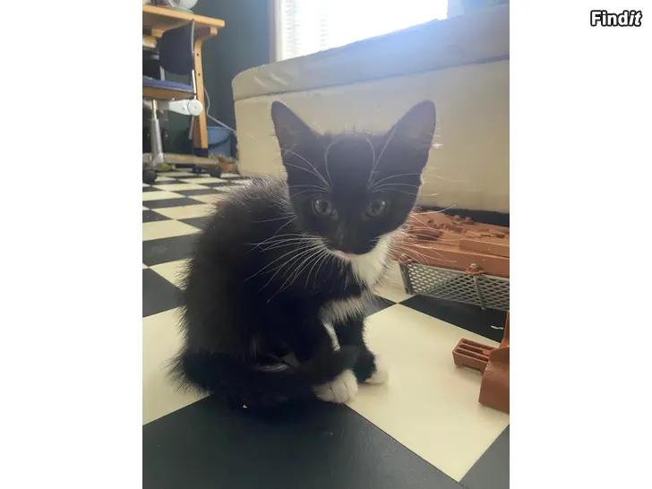 Säljes Kattungar