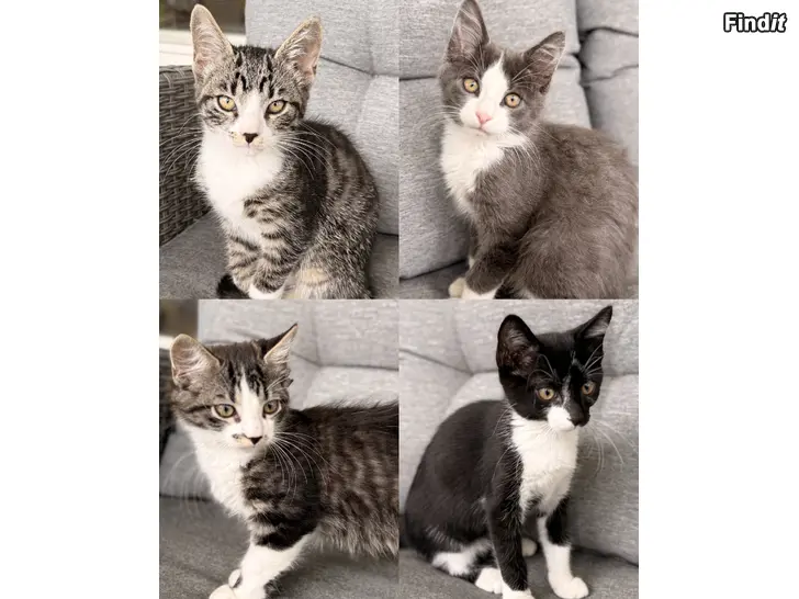 Säljes Kattungar söker sitt nya hem