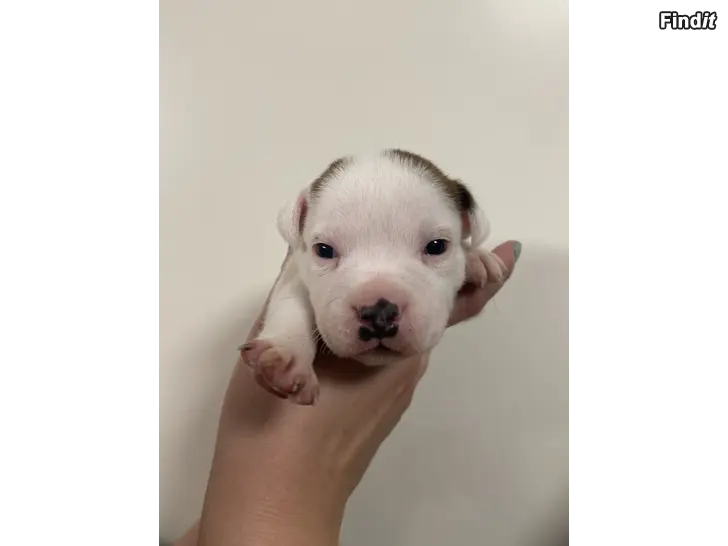 Myydään Staffordshirenbullterrieri